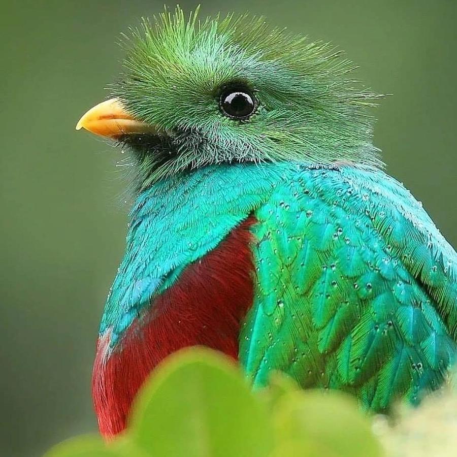 Cabinas El Quetzal San Gerardo de Dota Ngoại thất bức ảnh