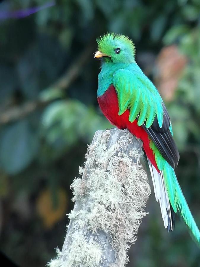 Cabinas El Quetzal San Gerardo de Dota Ngoại thất bức ảnh